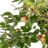 Malus everest - B5382