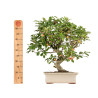 Malus everest - B5382