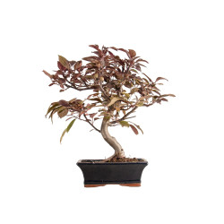 Malus red - B5396