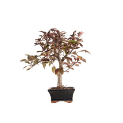 Malus red - B5396