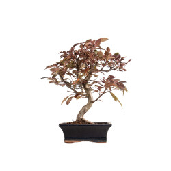 Malus red - B5396