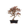 Malus red - B5396