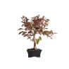 Malus red - B5396
