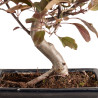 Malus red - B5396