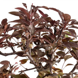 Malus red - B5396
