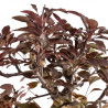 Malus red - B5396