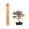 Malus red - B5396