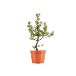 Pinus sylvestris - B5383