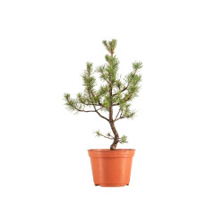 Pinus sylvestris - B5383