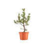 Pinus sylvestris - B5383