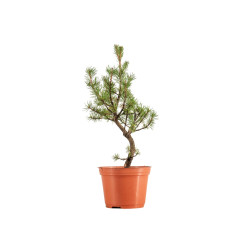 Pinus sylvestris - B5383
