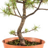 Pinus sylvestris - B5383