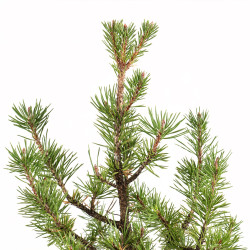 Pinus sylvestris - B5383