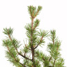 Pinus sylvestris - B5383