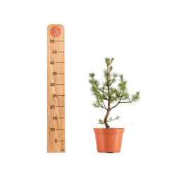 Pinus sylvestris - B5383