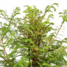 Taxodium - B5384