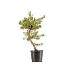 Pinus sylvestris - B5385