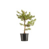 Pinus sylvestris - B5385