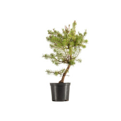 Pinus sylvestris - B5385