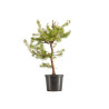 Pinus sylvestris - B5385