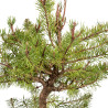 Pinus sylvestris - B5385