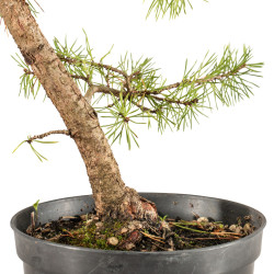 Pinus sylvestris - B5385