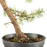 Pinus sylvestris - B5385