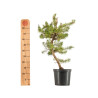 Pinus sylvestris - B5385