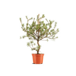 Pinus sylvestris - B5386
