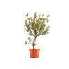 Pinus sylvestris - B5386