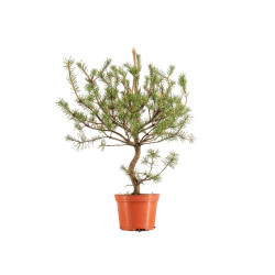 Pinus sylvestris - B5386