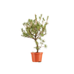 Pinus sylvestris - B5386