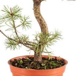 Pinus sylvestris - B5386