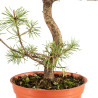 Pinus sylvestris - B5386