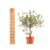 Pinus sylvestris - B5386