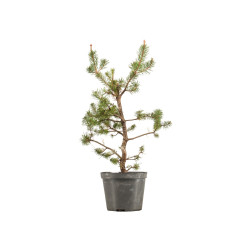 Pinus sylvestris - B5387