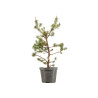 Pinus sylvestris - B5387