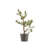 Pinus sylvestris - B5387