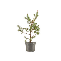 Pinus sylvestris - B5387