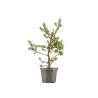Pinus sylvestris - B5387