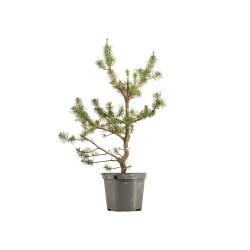 Pinus sylvestris - B5387