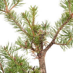 Pinus sylvestris - B5387