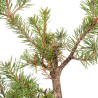 Pinus sylvestris - B5387