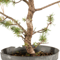 Pinus sylvestris - B5387