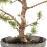 Pinus sylvestris - B5387