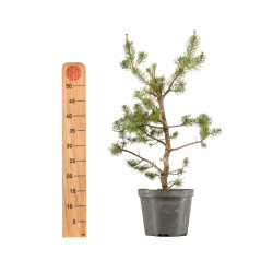 Pinus sylvestris - B5387