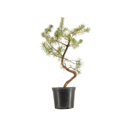 Pinus sylvestris - B5388