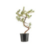 Pinus sylvestris - B5388