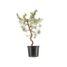 Pinus sylvestris - B5388