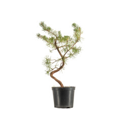Pinus sylvestris - B5388